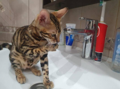 10 дней без горячей воды: Волгодонск ждут большие гидравлические испытания