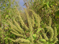 Рекордное по размерам поле амброзии обнаружили под Волгодонском 