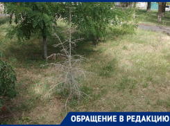 «Стоят мёртвые»: жители Волгодонска жалуются на погибшие ели в сквере Лесников