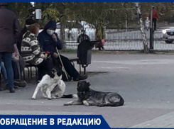 «Еле отбился»: безнадзорные собаки продолжают атаковать волгодонцев