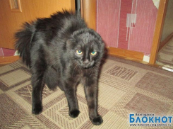 Чапа — 52-я участница  конкурса «Самый красивый кот Волгодонска»
