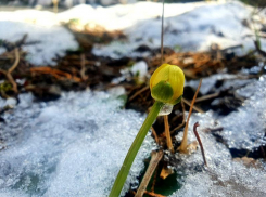 До 8 градусов тепла прогреется Волгодонск в последний день зимы