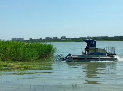 На Сухо-Соленовском заливе плавучий комбайн из Швеции приступил к покосу тростника