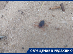 «На «пятом» очень много клещей»: отдыхающие на городском пляже волгодонцы заметили рядом с водоемом паукообразных
