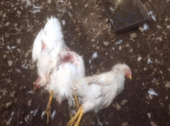 Под Волгодонском зафиксировано нападение чупакабры на человека