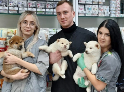 На страже жизни и здоровья четвероногих любимцев: ветеринары отмечают профессиональный праздник
