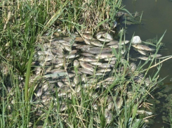 На Соленке вонь страшная, дохлая рыба, дохлые птицы - читатель