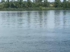 «Травят что ли?»: крупные тушки дохлой рыбы заметили отдыхающие на Дону в Волгодонске