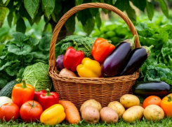 Время собирать урожай: почему своевременная уборка – гарантия сытой зимы