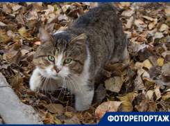 Они не знают, каково быть любимыми и домашними: как живут уличные животные Волгодонска