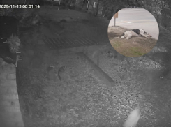 Стая одичавших собак растерзала домашнего кота Марсика на Морской, псы уже нападают и на людей