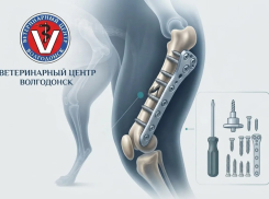 Встать на лапки без боли: остеосинтез в Ветеринарном центре спасает питомцев после тяжелых травм 