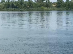Часть рыб могла попасть в турбины: в Минприроды провели проверку факта гибели рыбы на Дону
