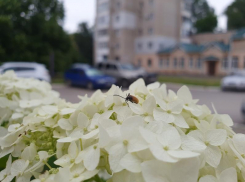 Пасмурная, но теплая погода ждет волгодонцев сегодня 