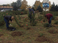 Полторы сотни кустов роз появились на въезде в новую часть Волгодонска 