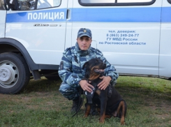 Волгодонский полицейский кинолог усмирил разъяренную овчарку, представлявшую угрозу жизни граждан