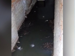 «Жители дома сами засорили канализацию»: коммунальщики назвали причину фекальной вони в подвале переулка Донской,34