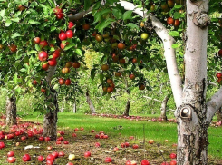 Восемь жестких способов заставить плодоносить сад в Волгодонске
