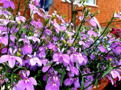 До +33 градусов может прогреться воздух в Волгодонске сегодня 