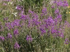 Этот чай растет за порогом твоего дома: что за чудо-растение с зеленым медом можно встретить недалеко от Волгодонска 