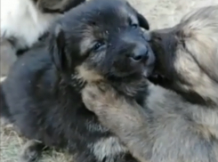 Маленьких щенков бросили умирать в яме недалеко от Волгодонска