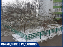  «Вместо создания зарослей для бомжей сажайте в городе нормальные деревья»: переживший   удар стихии волгодонец 
