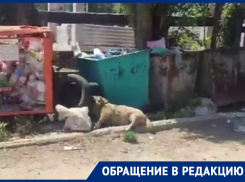 Мертвая собака и горы мусора: на Морской разрастается мусорная свалка