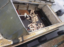 Руководителей рыболовецких компаний оштрафовали за браконьерство на Цимлянском водохранилище 