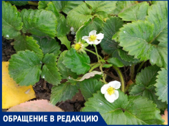Ботаническое чудо: в Волгодонске зацвела клубника, читатели делятся редким явлением
