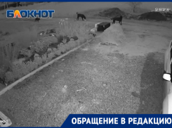 «Ночью рвут домашних кошек и нападают на людей»: свора бездомных собак держит в страхе жителей квартала В-22 