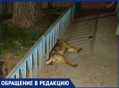 «Рядом с администрацией лежит мертвая собака с пеной из пасти»: волгодонец