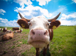 Дерзкое похищение кубанской буренки волгодончанкой получило резонанс в краснодарских СМИ