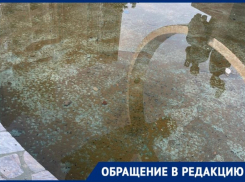 Десятки головастиков завелись в фонтане в сквере «Машиностроителей» 