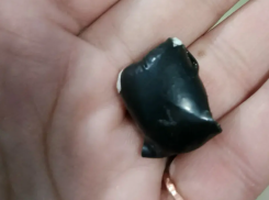 Волгодонец спрятал в карман «синтетику»: возбуждено уголовное дело о хранении наркотиков в крупном размере