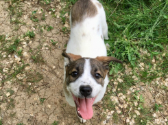 Позитив на четырех лапках: очаровательному щенку ищут дом в Волгодонске