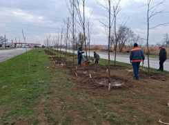 1,5 миллиона на воду: Департамент городского хозяйства рассчитывает, что на полив деревьев денег хватит 