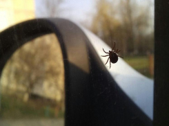 Уже 102 жителей Волгодонска укусили клещи в этом году