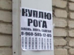 Волгодонцы поплатились за беспорядочную расклейку объявлений 