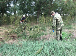 Более тонны конопли уничтожили в Волгодонске за лето