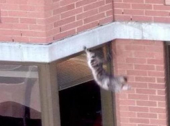 Пожилая волгодончанка выкинула кошку из окна девятого этажа
