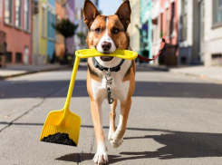 «За собой смываете?»: почему собаководы не убирают экскременты за питомцами и превращают Волгодонск в туалет