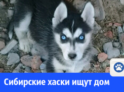 Продаются щенки-хаски 
