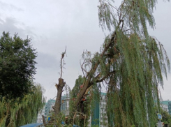 Огромные ивы на Кошевого спилили ради безопасности волгодонцев