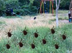 За медицинской помощью в связи с укусами клещей обратились 11 жителей Волгодонска