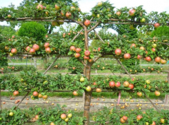 «Плоские» яблони займут меньше места и дадут огромный урожай