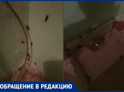  «Такое чувство, будто мы у них в гостях»: огромные тараканы заполонили подъезд на Курчатова 