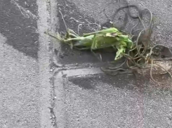 «Чужие в городе? Это что вообще такое?»: клубок червей вылез из раздавленной саранчи