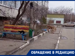 «Начните отлов собак с В-9»: волгодончанка показала стаю во дворе МКД