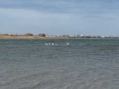 Стая лебедей в полной безопасности: беспокойства волгодонцев были напрасны