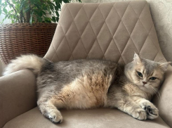 В Волгодонске вновь пройдет день льготной стерилизации животных